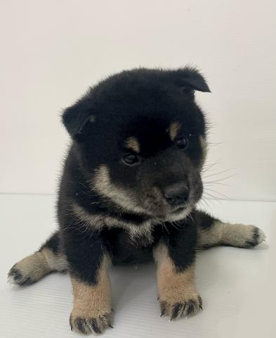 新潟県の柴犬(標準サイズ) (ペットアミ 新発田店/2025年10月4日生まれ/男の子/黒)の子犬