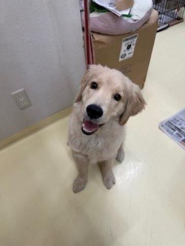 ゴールデンレトリーバー