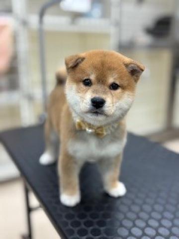 新潟県の柴犬(標準サイズ) (ペットアミ 柏崎店/2025年11月1日生まれ/男の子/レッド)の子犬