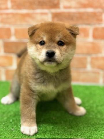 新潟県の柴犬(標準サイズ) (ペットアミ 柏崎店/2025年11月1日生まれ/男の子/レッド)の子犬の2枚目の画像