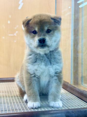 新潟県の柴犬(標準サイズ) (ペットアミ 柏崎店/2025年11月1日生まれ/男の子/レッド)の子犬の3枚目の画像