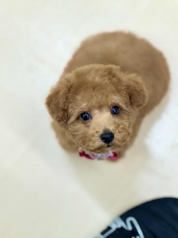新潟県のトイプードル(トイ) (ペットアミ 柏崎店/2025年11月2日生まれ/男の子/レッド)の子犬