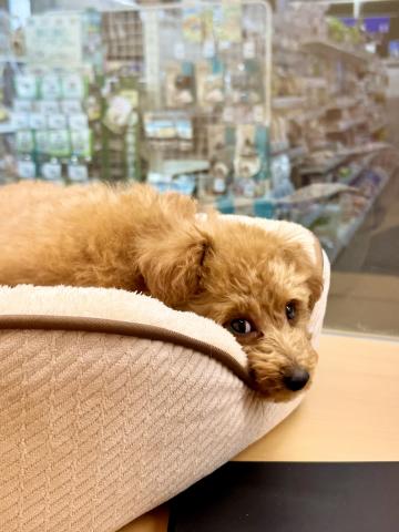 新潟県のトイプードル(トイ) (ペットアミ 柏崎店/2025年11月2日生まれ/男の子/レッド)の子犬の2枚目の画像