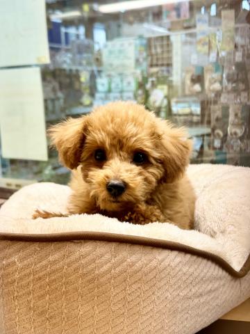 新潟県のトイプードル(トイ) (ペットアミ 柏崎店/2025年11月2日生まれ/男の子/レッド)の子犬の3枚目の画像