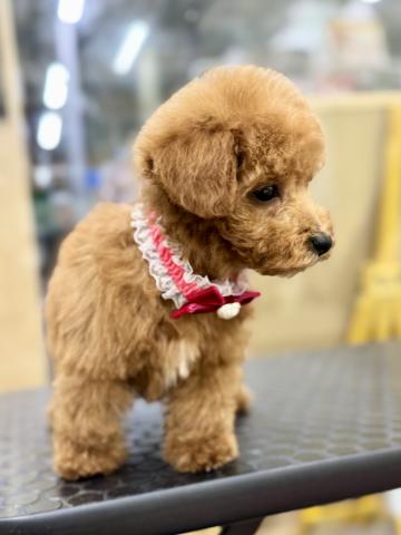 新潟県のトイプードル(トイ) (ペットアミ 柏崎店/2025年11月2日生まれ/男の子/レッド)の子犬の4枚目の画像