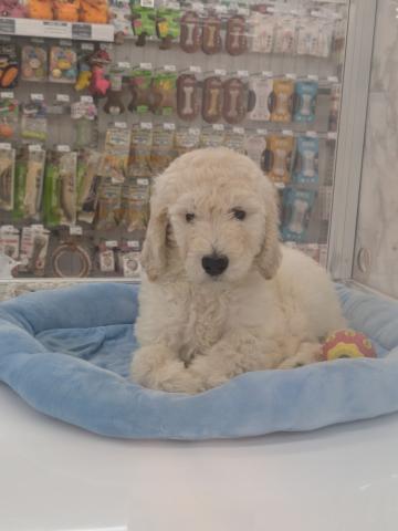 スタンダードプードル