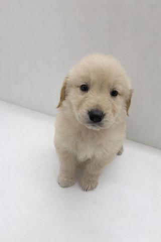 ゴールデンレトリーバー