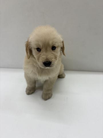 和歌山県のゴールデンレトリバー (ペットアミ 那賀店/2025年11月15日生まれ/女の子/ゴ−ルデン)の子犬の3枚目の画像