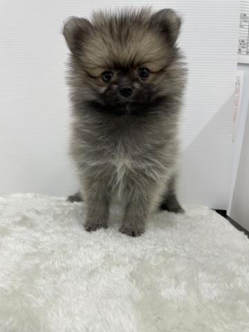 和歌山県のハーフ犬・ミックス犬 (ペットアミ 那賀店/2025年10月22日生まれ/女の子/オレンジ)の子犬