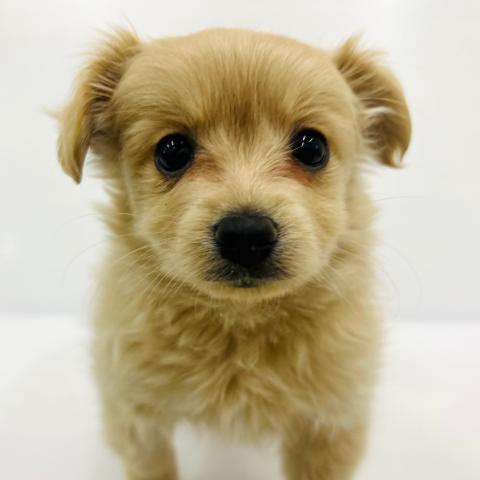 秋田県のポメマル/マルポメ(ポメラニアン×マルチーズ) (ペットアミ 秋田卸町店/2025年10月26日生まれ/男の子/クリーム)の子犬