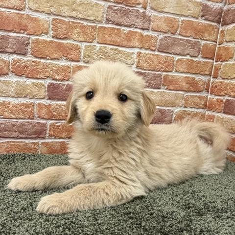 石川県のゴールデンレトリバー (ペットアミ 津幡店/2025年11月15日生まれ/女の子/ゴールデン)の子犬の1枚目の画像