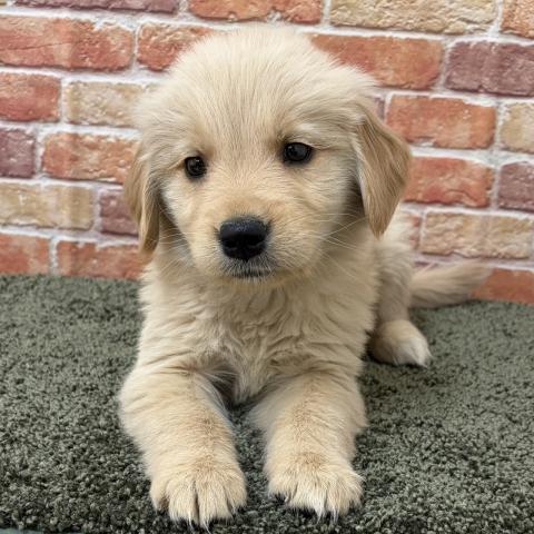 石川県のゴールデンレトリバー (ペットアミ 津幡店/2025年11月15日生まれ/女の子/ゴールデン)の子犬の4枚目の画像