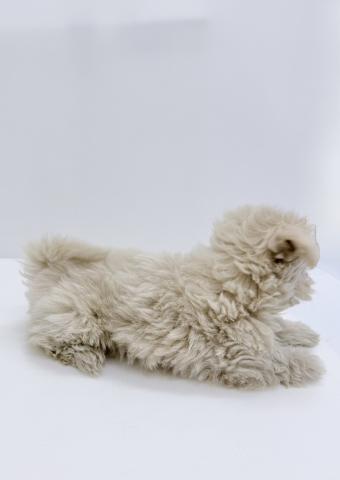 MIXマルチーズ×トイプードル