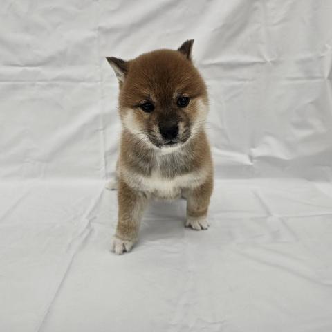 大阪府の柴犬(標準サイズ) (NICO PET Select 和泉中央店/2025年11月22日生まれ/男の子/赤)の子犬の1枚目の画像