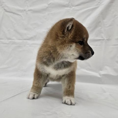 大阪府の柴犬(標準サイズ) (NICO PET Select 和泉中央店/2025年11月22日生まれ/男の子/赤)の子犬の2枚目の画像