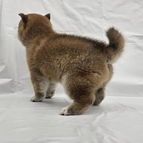 大阪府の柴犬(標準サイズ) (NICO PET Select 和泉中央店/2025年11月22日生まれ/男の子/赤)の子犬の4枚目の画像