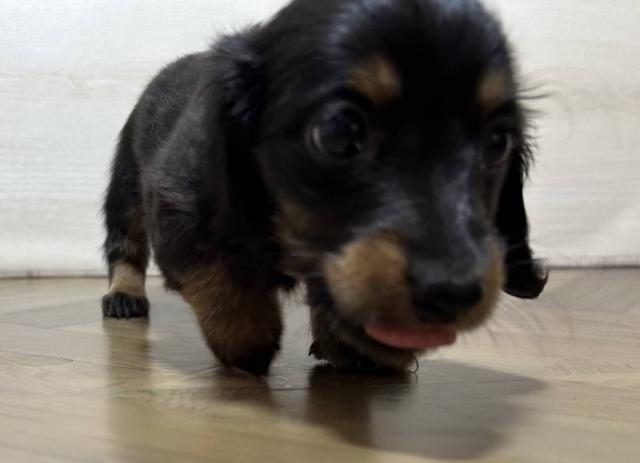 ミニチュアダックスフンド