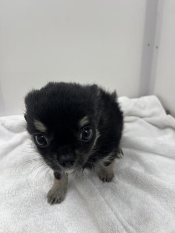三重県のチワワ(ロング) (ペットアミ 名張店/2025年10月27日生まれ/男の子/ブラックタンホワイト)の子犬の2枚目の画像