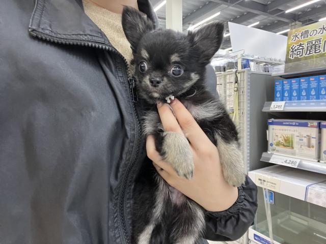 三重県のチワワ(ロング) (ペットアミ 名張店/2025年10月27日生まれ/男の子/ブラックタンホワイト)の子犬の3枚目の画像