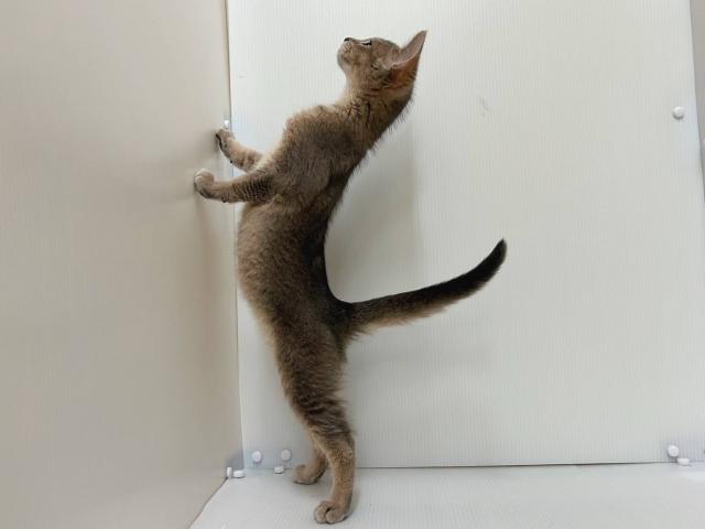 新潟県のMIX（雑種） (ペットアミ 長岡店/2025年9月7日生まれ/男の子/その他色)の子猫の3枚目の画像