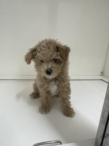 新潟県のハーフ犬・ミックス犬 (ペットアミ 三条四日町店/2025年9月25日生まれ/女の子/アプリコット)の子犬の2枚目の画像