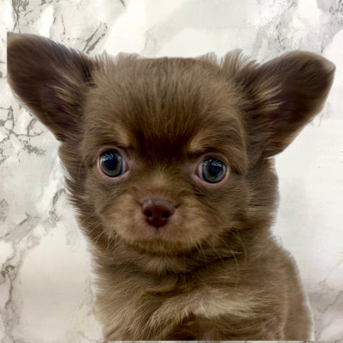 チワワ(ロングコート)