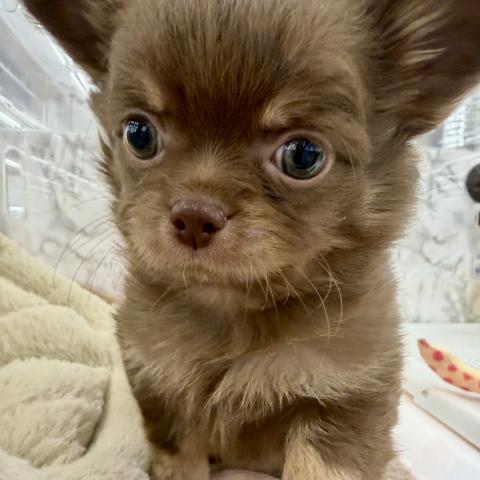 埼玉県のチワワ(ロング) (NICO PET 三郷店/2025年11月10日生まれ/男の子/チョコレートタンホワイト)の子犬の2枚目の画像