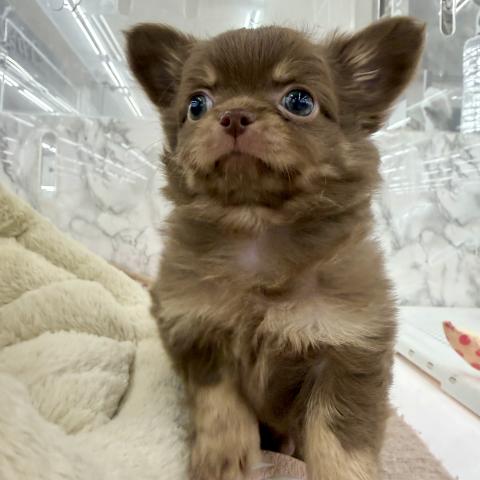 埼玉県のチワワ(ロング) (NICO PET 三郷店/2025年11月10日生まれ/男の子/チョコレートタンホワイト)の子犬の3枚目の画像