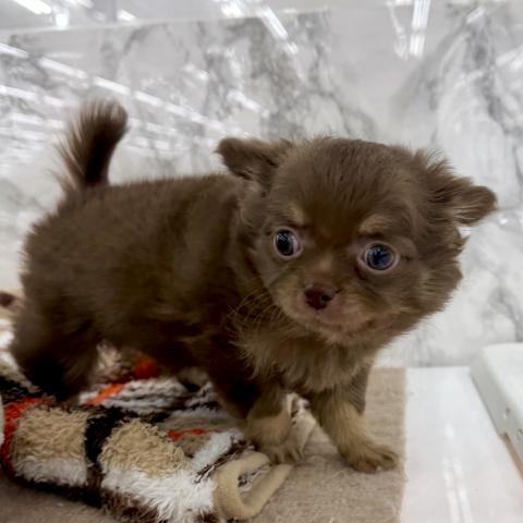 埼玉県のチワワ(ロング) (NICO PET 三郷店/2025年11月10日生まれ/男の子/チョコレートタンホワイト)の子犬の4枚目の画像