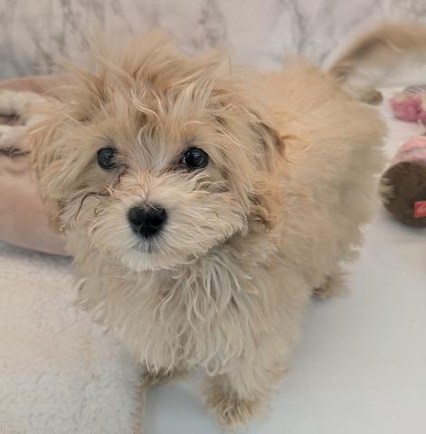 MIXマルチーズトイプードル