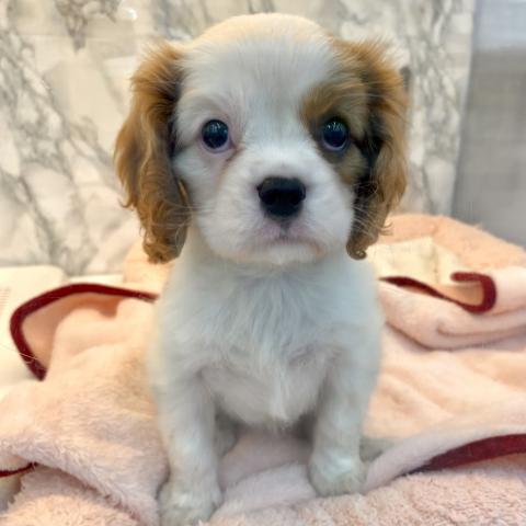 埼玉県のキャバリアキングチャールズスパニエル (NICO PET 三郷店/2025年10月4日生まれ/女の子/ブレンハイム)の子犬の3枚目の画像