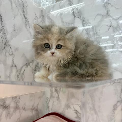 アメリカンカール