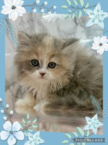 埼玉県のアメリカンカール (NICO PET 三郷店/2025年11月23日生まれ/女の子/ダイリュートキャリコ)の子猫の1枚目の画像