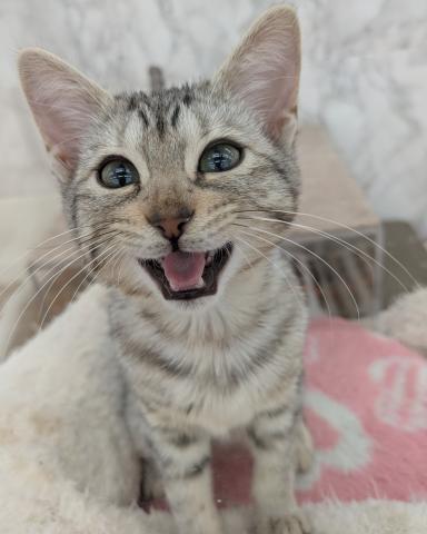 埼玉県のエジプシャンマウ (NICO PET 三郷店/2025年10月25日生まれ/女の子/シルバー)の子猫の1枚目の画像