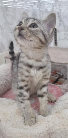 埼玉県のエジプシャンマウ (NICO PET 三郷店/2025年10月25日生まれ/女の子/シルバー)の子猫の2枚目の画像