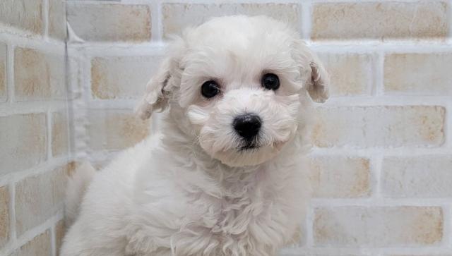 ビションフリーゼ