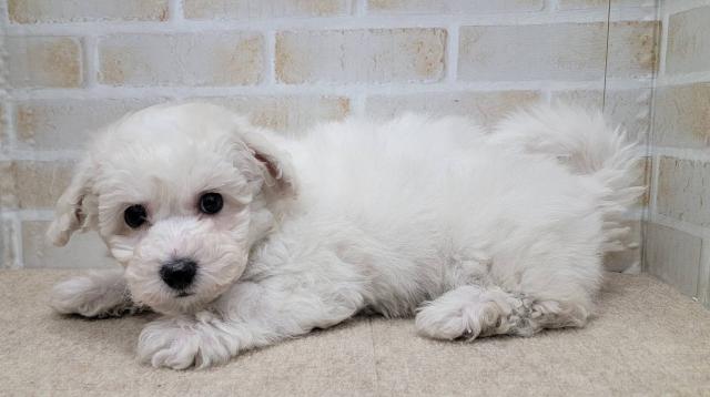 ビションフリーゼ