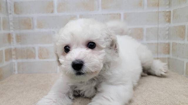 ビションフリーゼ