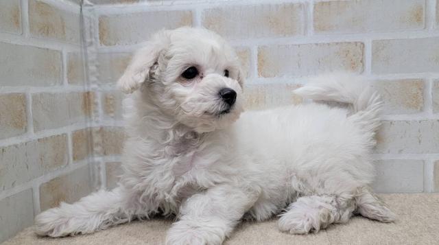 ビションフリーゼ