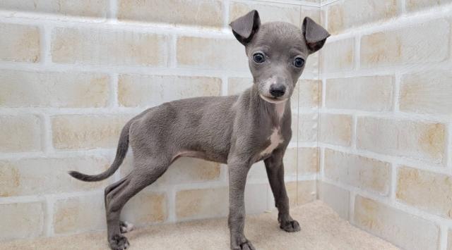 イタリアングレーハウンド