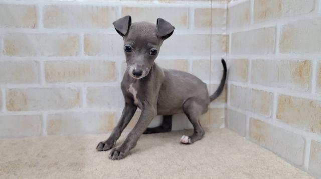 イタリアングレーハウンド