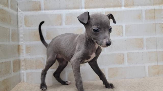 イタリアングレーハウンド