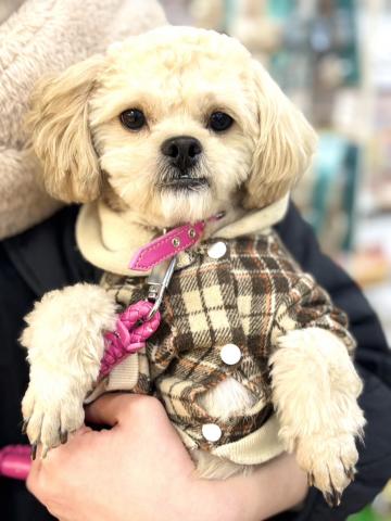 新潟県のペキプー(ペキニーズ×プードル) (ペットアミ 柏崎店/2026年2月2日生まれ/男の子/その他色)の子犬