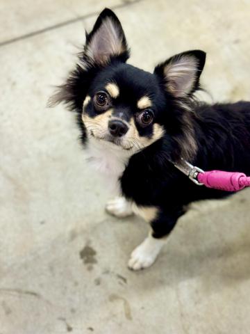 新潟県のチワワ(ロング) (ペットアミ 柏崎店/2025年3月22日生まれ/男の子/ブラックタンホワイト)の子犬