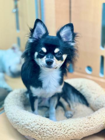 新潟県のチワワ(ロング) (ペットアミ 柏崎店/2025年3月22日生まれ/男の子/ブラックタンホワイト)の子犬の2枚目の画像