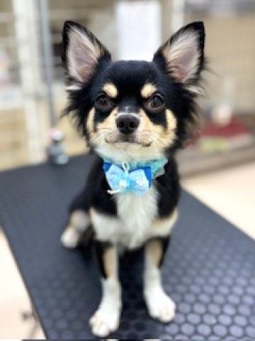 新潟県のチワワ(ロング) (ペットアミ 柏崎店/2025年3月22日生まれ/男の子/ブラックタンホワイト)の子犬の4枚目の画像