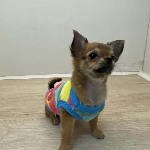 石川県のチワワ(ロング) (ペットアミ 津幡店/2025年11月14日生まれ/女の子/フォーン)の子犬の2枚目の画像