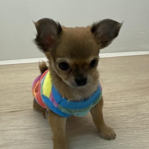 石川県のチワワ(ロング) (ペットアミ 津幡店/2025年11月14日生まれ/女の子/フォーン)の子犬の3枚目の画像