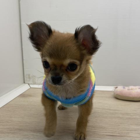 石川県のチワワ(ロング) (ペットアミ 津幡店/2025年11月14日生まれ/女の子/フォーン)の子犬の4枚目の画像