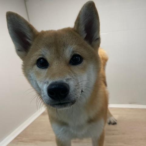 石川県の柴犬(標準サイズ) (ペットアミ 津幡店/2025年7月13日生まれ/男の子/レッド)の子犬